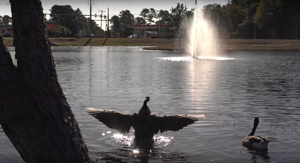 ‘Waterfowl(ed)’ Is An Eye-Opener To All Animal Lovers!